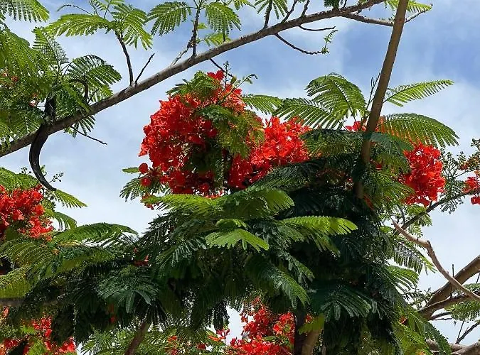 Апартаменти Eden Park Сен-Тропе